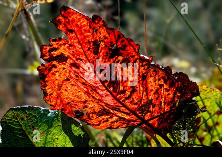 Nahaufnahme eines rot verfallenen Dockblattes (Rumex obtusifolius), das von der Herbstsonne hinterleuchtet wird und atemberaubende Texturen und die Schönheit des saisonalen Wandels offenbart Stockfoto