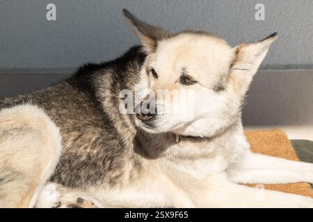 Haushund gemischter Rasse, der am sonnigen Tag auf einer Matte vor dem Haus liegt Stockfoto