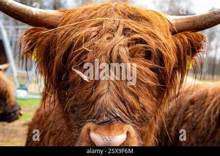 Nahaufnahme einer zotteligen Highland-Kuh mit langen Hörnern und einem seltsamen Ausdruck, typisch für schottische ländliche Landschaften und traditionelle Rinderrassen Stockfoto