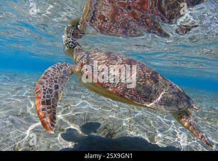 Meeresschildkröte im kristallklaren Wasser der flachen Meeresbucht und ihre Reflexion auf der Meeresoberfläche Stockfoto