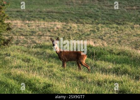 Ein weibliches Rotwild in der Nähe von Chesham, Buckinghamshire, Großbritannien. Stockfoto