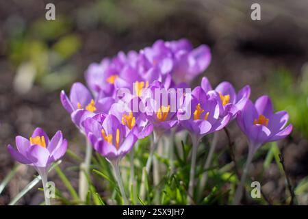 Crocus tommasinianus blühende Pflanze in der Familie der Iridaceae. Waldkrokus oder frühe Krokusblüten in den sonnigen Frühlingsgarten. Tommasinis c Stockfoto
