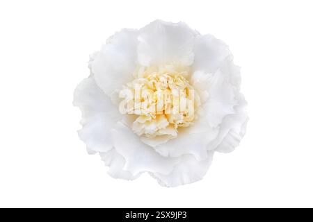 Camellia japonica weiße Pfingstrose Form Blume mit gelbem Zentrum isoliert auf weißem Hintergrund. Kamelien-Blumenkopf-Flatlay. Japanische Kamelien blühen. Stockfoto