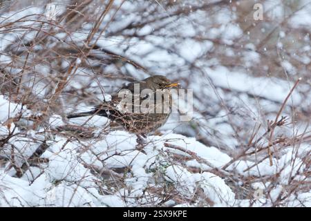 Eurasische Amsel oder Amsel (Turdus merula) Weibchen, die in einem verschneiten Busch sitzt und sich im Frühjahr vor dem Schneefall versteckt. Stockfoto