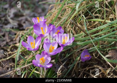 Flieder Krokusblüten blühen Ende Februar in freier Wildbahn in einem grasbewachsenen Gebiet. Krokusse sind niedrig wachsende Pflanzen der Familie der Iridaceae. Stockfoto