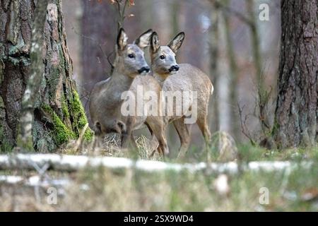 Rehe vor dem Fellwechsel Rehe vor Fellwechsel Rehe im Wald, Winter Stockfoto