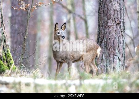 Rehe vor dem Fellwechsel Rehe vor Fellwechsel Rehe im Wald, Winter Stockfoto