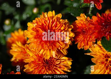 Chrysantheme multiflora Conaco Orange auf grünem Hintergrund Stockfoto