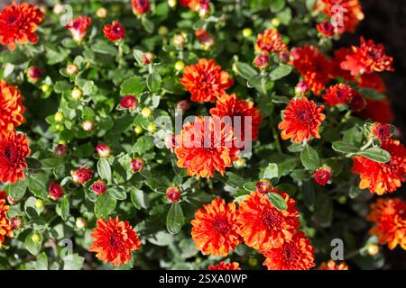 Chrysantheme multiflora Conaco Orange auf grünem Hintergrund Stockfoto