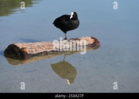 Gemeiner Coot, eurasischer Coot oder australischer Coot, Fulica atra, stehend oder hoch auf Log auf Etang de la Bonde Lake Provence Frankreich Stockfoto