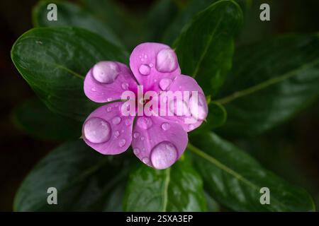 Nahaufnahme einer einzelnen Blume von Cape periwinkle (Catharanthus roseus) in einem Garten auf Madeira Stockfoto