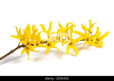 Osterblumen isoliert auf weißem Hintergrund Stockfoto