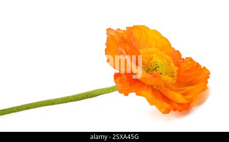 Orange poppy flower auf weißem Hintergrund Stockfoto