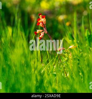 Schlüsselblume Stockfoto