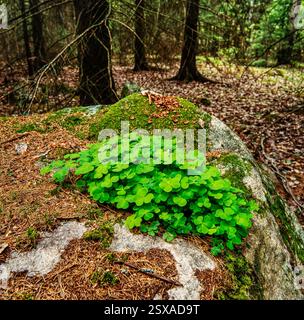 Oxalis acetosella Stockfoto