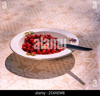 Wilde Erdbeeren Stockfoto