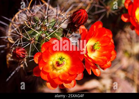Zwei rote Blüten mit gelben Mittelpunkten. Die Blumen sind auf einem Kakteen. Der Kaktus ist braun und hat viele Dornen Stockfoto