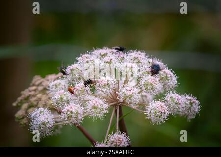 Ein HDR-Landschaftsbild von Käfern und Fliegen, die eine Petersilienpflanze im Askham Bog Nature Reserve, York, England, fressen. August 2015 Stockfoto