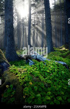 Sonnenstrahlen strahlen strahlen durch Nebel im Küstenfichtenwald, Washington Coast, Olympic National Park, Washington State, USA Stockfoto