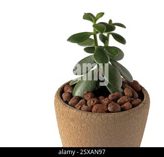 Der sogenannte Geldbaum in einem Zimmertopf auf weißem Hintergrund. Crassula. Stockfoto
