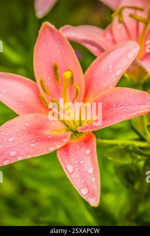 Rosa Blume mit grünem Stiel. Die Blume hat ein paar Tropfen Wasser drauf. Die Blume befindet sich in der Mitte des Bildes Stockfoto