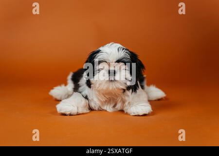 Kleiner Shih-Tzu-Welpe auf orangem Hintergrund. Junger reinrassiger Hundewelpe auf farbigem Hintergrund Stockfoto