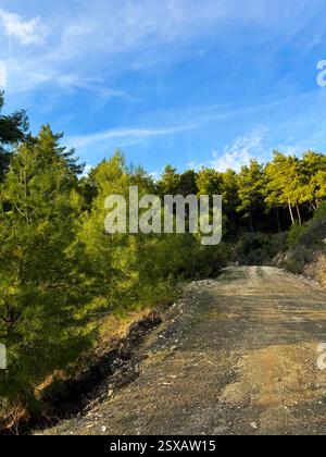 Friedliche, unbefestigte Straße, gesäumt von Kiefern unter einem klaren blauen Himmel auf dem Land Stockfoto