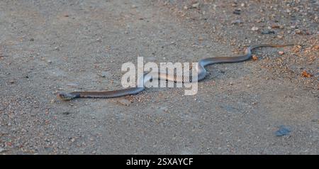 Mosambik-Speikobra / Mosambik Spuckkobra / Naja mossambica Stockfoto