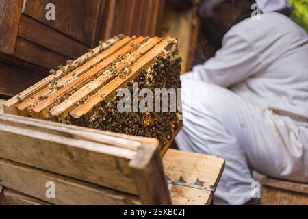 Männlicher Imker, der eine Inspektion durchführt, den Bienenstock öffnet, Brut und Honig kontrolliert, Seitenansicht. Konzept der Erhaltung der Bienenkolonie. Stockfoto