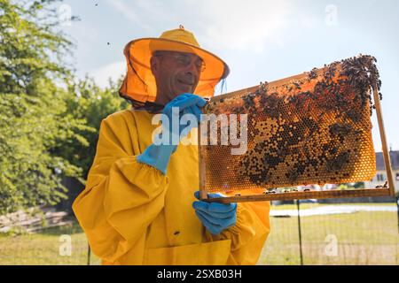 Imker sieht beweglichen Bienenstockrahmen, prüft die Gesundheit und Größe der Kolonie. Konzept der Honigbauern- und Imkereiarbeit. Stockfoto