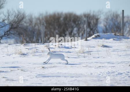 Berghase (Lepus timidus) in verschneiten Landschaften Stockfoto