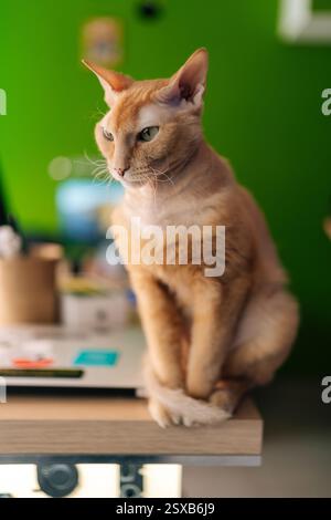 Vertikales Porträt einer ruhigen, orientalischen Ingwerkatze, die auf einer grünen Wand sitzt und posiert, lebendige Farben, die einen auffälligen Fellton und eine faszinierende Katze betonen Stockfoto