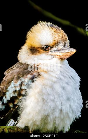 Ein lachender Kookaburra Dacelo novaeguineae sitzt mit flauschigem Gefieder in einer sanft beleuchteten Umgebung und offenbart seinen legendären Schnabel und seinen wachsamen Blick Stockfoto