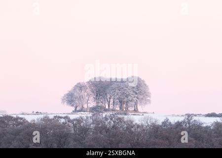 Reimeis auf einer Gruppe von Bäumen vor einem rosenfarbenen Himmel bei Sonnenaufgang an einem kalten Wintermorgen Stockfoto