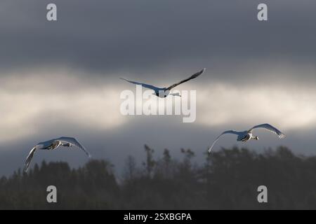 Eine Gruppe von drei stummen Schwänen (Cygnus olor), die bei Tagesanbruch der aufgehenden Sonne zufliegen Stockfoto