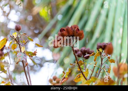 Bixa Orellana oder Achiote Pflanze, Quelle von Anato, natürliches reifes orange-rotes Gewürz, das zur Färbung von Lebensmitteln, Körperfarbe, Gewürz verwendet wird Stockfoto