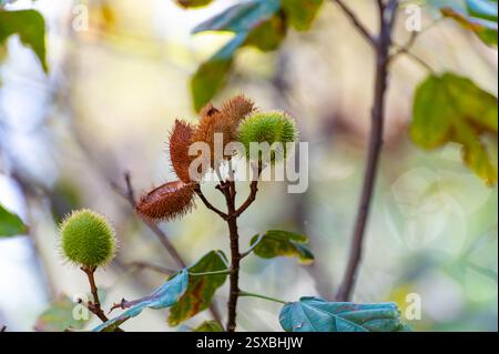 Bixa Orellana oder Achiote Pflanze, Quelle von Anato, natürliches reifes orange-rotes Gewürz, das zur Färbung von Lebensmitteln, Körperfarbe, Gewürz verwendet wird Stockfoto