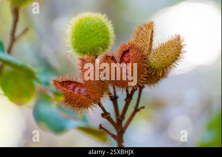 Bixa Orellana oder Achiote Pflanze, Quelle von Anato, natürliches reifes orange-rotes Gewürz, das zur Färbung von Lebensmitteln, Körperfarbe, Gewürz verwendet wird Stockfoto