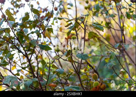 Bixa Orellana oder Achiote Pflanze, Quelle von Anato, natürliches reifes orange-rotes Gewürz, das zur Färbung von Lebensmitteln, Körperfarbe, Gewürz verwendet wird Stockfoto