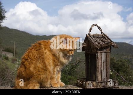 Seltene schöne flauschige Ingwer Tabby Weibchen langhaarig Stockfoto