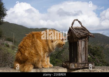 Seltene schöne flauschige Ingwer Tabby Weibchen langhaarig Stockfoto