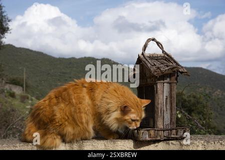 Seltene schöne flauschige Ingwer Tabby Weibchen langhaarig Stockfoto