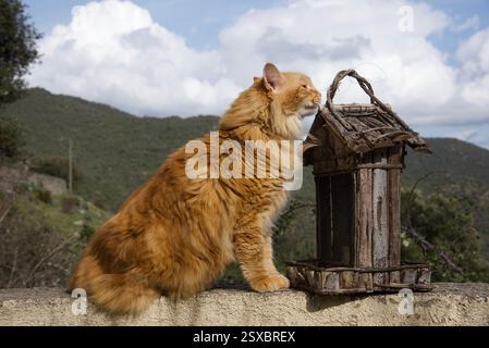 Seltene schöne flauschige Ingwer Tabby Weibchen langhaarig Stockfoto