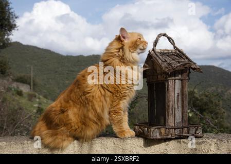 Seltene schöne flauschige Ingwer Tabby Weibchen langhaarig Stockfoto