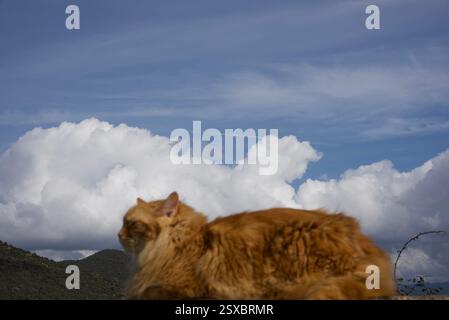 Seltene schöne flauschige Ingwer Tabby Weibchen langhaarig Stockfoto