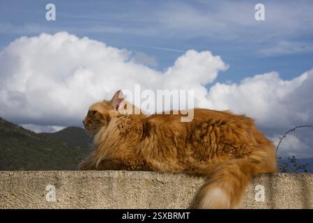 Seltene schöne flauschige Ingwer Tabby Weibchen langhaarig Stockfoto