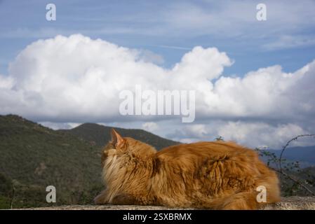 Seltene schöne flauschige Ingwer Tabby Weibchen langhaarig Stockfoto