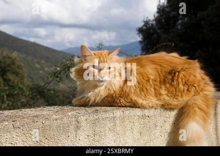 Seltene schöne flauschige Ingwer Tabby Weibchen langhaarig Stockfoto