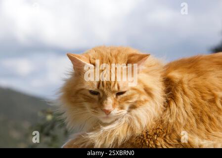 Seltene schöne flauschige Ingwer Tabby Weibchen langhaarig Stockfoto