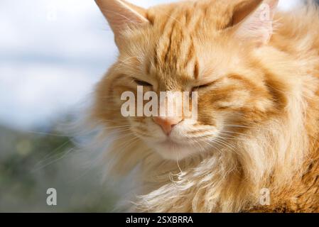 Seltene schöne flauschige Ingwer Tabby Weibchen langhaarig Stockfoto